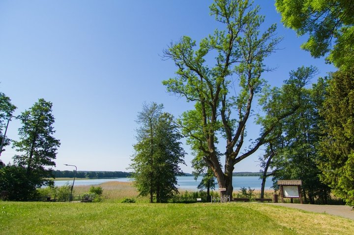 The Ash Tree of Veisiejai Manor Park