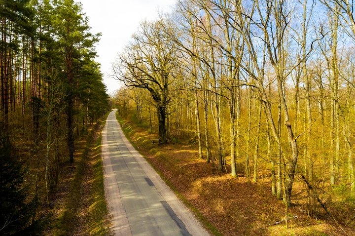 Wielki dąb lasu Širvintas