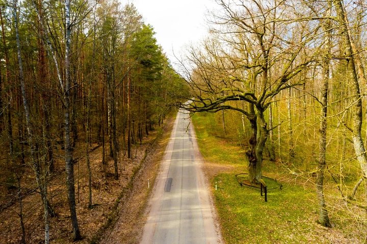 Dziuplasty dąb lasu Širvintas