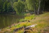 Coast of Druskonis Lake