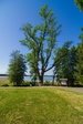 The Ash Tree of Veisiejai Manor Park