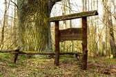 Great Oak of Širvintas