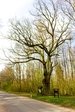 Hollowed Oak of Širvintas